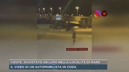 Vieste, avvistato un lupo nella località di mare thumbnail