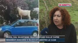 Roma, l'invasione di capre nel quartiere del Trullo thumbnail