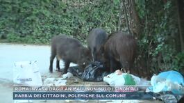 Roma invasa dagli animali, non solo i cinghiali thumbnail