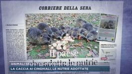 Animali selvatici,invasione delle città thumbnail