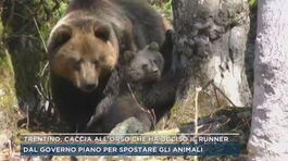 Trentino, caccia all'orso che ha ucciso il runner thumbnail