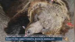 Trentino, orsa JJ4 catturata e portata al Casteller thumbnail