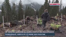 In Trentino a vedere gli alberi piantati da Mediafriends thumbnail