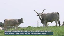Bando del Comune di Roma per 2 veterinari esperti thumbnail