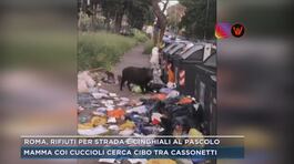 Roma, rifiuti per strada e cinghiali al pascolo thumbnail