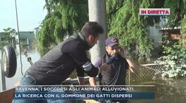 Ravenna, i soccorsi agli animali alluvionati thumbnail