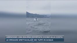 Arenzano, una balena avvistata vicino alla costa thumbnail