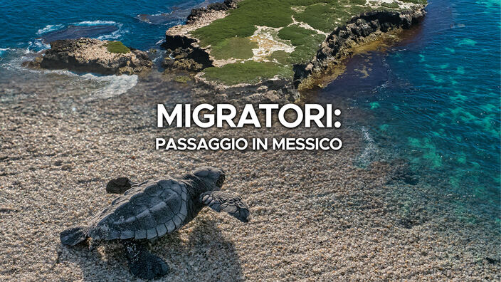 Migratori: passaggio in Messico