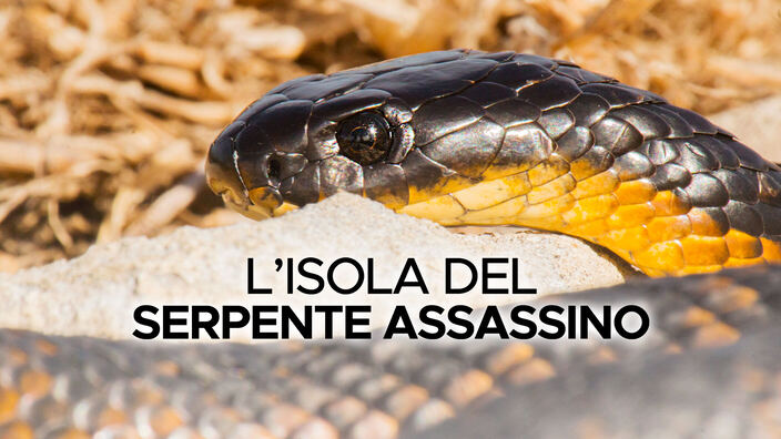 L'isola del serpente assassino
