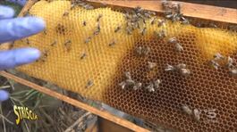 Api, dai pesticidi ai parassiti: arriva la soluzione thumbnail