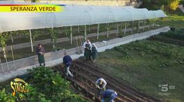 La terra stimola, piantare frutta per stare meglio thumbnail