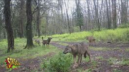 Il Parco di Veio si protegge da lupi e cinghiali thumbnail