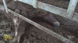 Trombetta a Cesenatico: liberate quei cavalli dal fango thumbnail