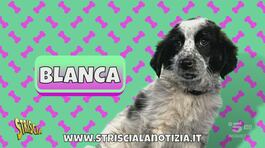 Il popolo di Striscia ha scelto: si chiama Blanca thumbnail