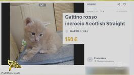 L'arraffagatti: se li fa regalare e poi li rivende thumbnail