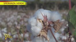 Torna il cotone in Capitanata: fibra lunga a suon di musica thumbnail