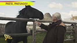 Il cavallo murgese della riserva naturale di Martina Franca thumbnail
