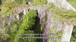 Glicini di Villa della Pergola, ecco la stagione della fioritura thumbnail