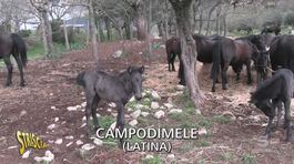 Trombetta suona l'allarme: salviamo i pony di Esperia thumbnail