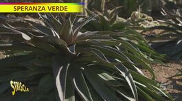 "Speranza verde", così nascono le nuove piante thumbnail