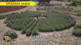 "Speranza verde": a Cisternino c'è la pianta della pace thumbnail