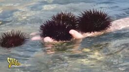 "Ambiente Ciovani", vietato pescare i ricci di mare thumbnail
