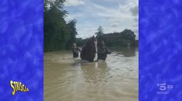 Come salvare gli animali dall'alluvione in Emilia-Romagna thumbnail