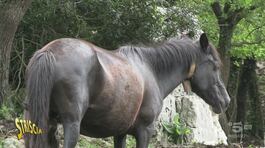 Pony di Esperia dei Monti Aurunci, si lavora per salvarli thumbnail