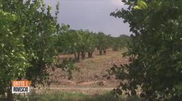 In Sicilia sono a rischio le arance italiane thumbnail