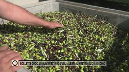 Energia troppo cara, le olive non si raccolgono: il nostro olio a rischio thumbnail