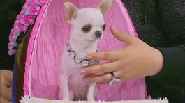 Pearl: la cagnolina più bassa del mondo thumbnail