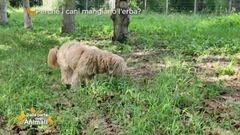 Impariamo divertendoci - Perché i cani mangiano l'erba?