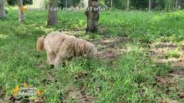 Impariamo divertendoci - Perché i cani mangiano l'erba? thumbnail