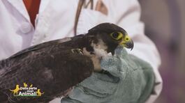 Il salvataggio di un falco pellegrino thumbnail