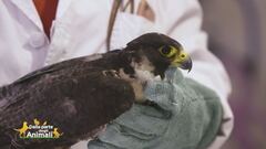 Il salvataggio di un falco pellegrino