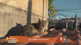 La quinta edizione del Pet Carpet Film Festival thumbnail