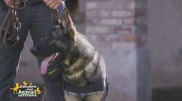 Il lavoro dei cani della Guardia di Finanza thumbnail