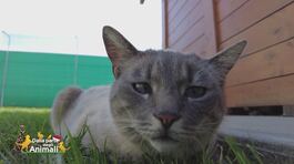 Deneb, una bellissima gatta in cerca di casa thumbnail