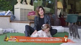 Venghi, il cane furbetto di Alba Parietti thumbnail