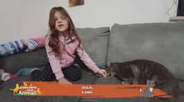 Perchè i gatti si fanno le unghie sul divano? thumbnail