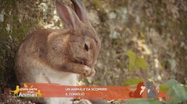 Un animale da scoprire: il coniglio thumbnail