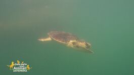 Il centro recupero delle tartarughe marine thumbnail