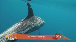 Conosciamo la Jonian Dolphin Conservation thumbnail