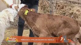 Ferruccio, il vitellino salvato dal macello thumbnail