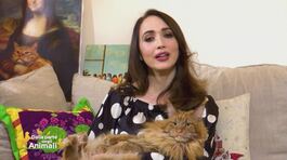 I gatti di Chiara Francini thumbnail