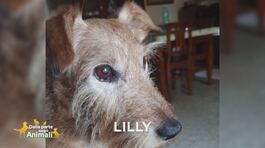 Cercasi Lilly thumbnail