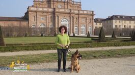 Viaggio in Piemonte con il cane thumbnail