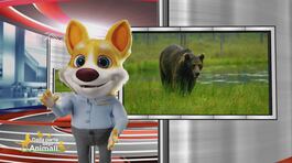 Lucky cartoon ci racconta la storia dell'orso MJ5 thumbnail