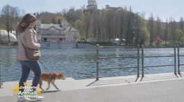 Viaggio in Piemonte con il cane: le mete da non perdere thumbnail