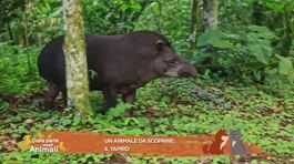 Un animale da scoprire: il tapiro thumbnail
